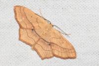 Scopula imitaria