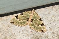 Colostygia pectinataria