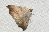Laspeyria flexula