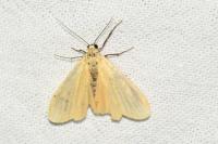 Wittia sororcula