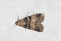 Euzophera pinguis