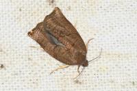 Archips podana
