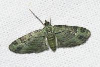 Pasiphila rectangulata