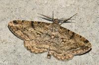 Peribatodes rhomboidaria