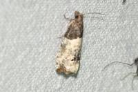 Notocelia roborana