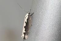 Ethmia bipunctella