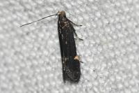 Aproaerema anthyllidella