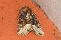 Oligia strigilis
