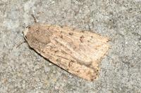 Caradrina clavipalpis