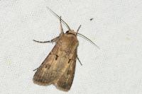 Agrotis exclamationis