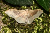 Idaea degeneraria