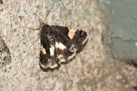 Tyta luctuosa