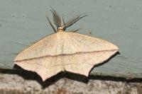 Timandra comae