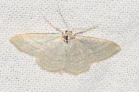 Idaea subsericeata