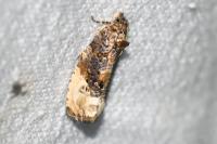 Hedya nubiferana