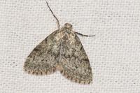 Eilema caniola
