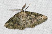 Cleorodes lichenaria