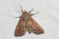 Lacanobia oleracea