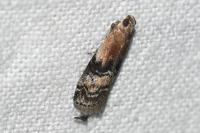 Rhodophaea formosa