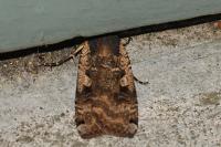 Noctua pronuba