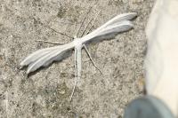 Pterophorus pentadactylus