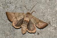 Charanyca trigrammica