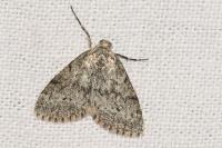 Tephronia sepiaria