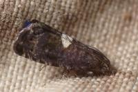 Epiblema