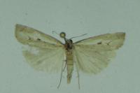 Agriphila geniculea