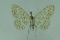 Scopula marginepunctata