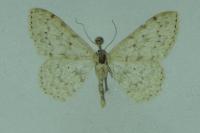 Scopula marginepunctata