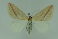 Rhodometra sacraria