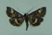Pyrausta aurata