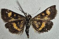 Pyrausta aurata