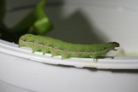 Spodoptera exigua