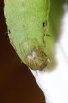 Spodoptera exigua