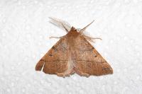 Colotois pennaria