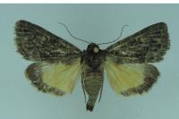 Thalpophila matura