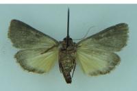 Thalpophila matura