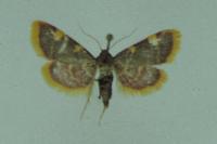 Hypsopygia costalis