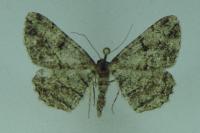 Peribatodes rhomboidaria