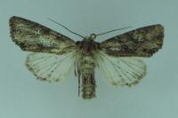 Mniotype solieri