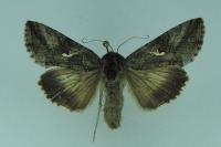 Autographa gamma