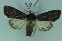 Mniotype solieri