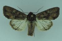 Mniotype solieri