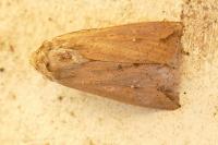 Mythimna unipuncta