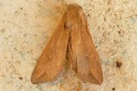 Mythimna unipuncta