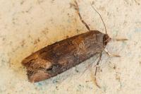 Agrotis ipsilon