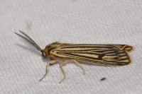 Spiris striata