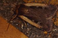 Ochropleura plecta